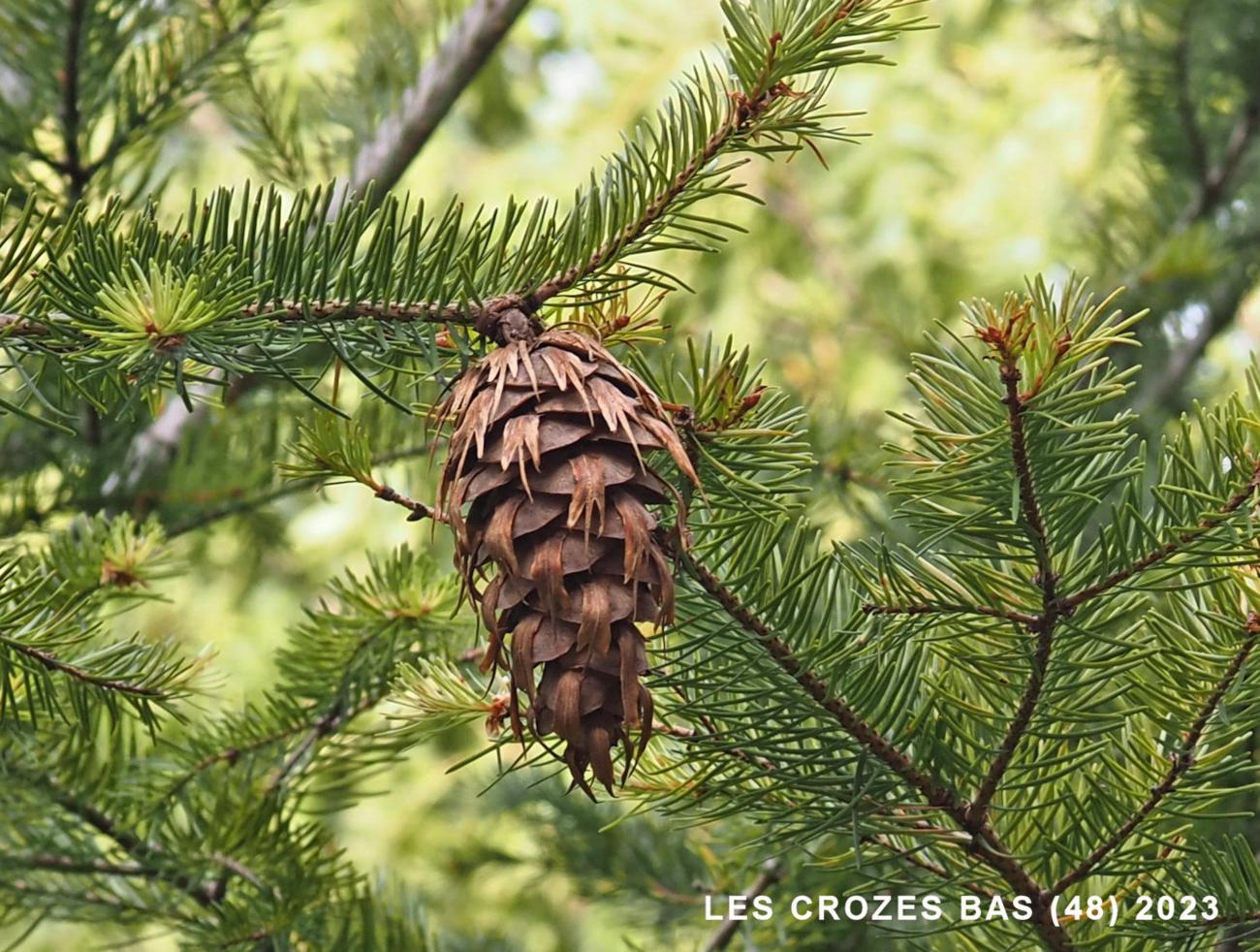 Fir, Douglas fruit